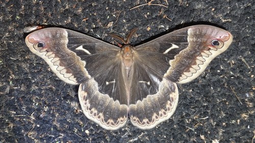 Tulip-tree Silkmoth