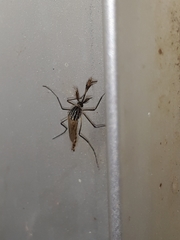 Aedes vittiger