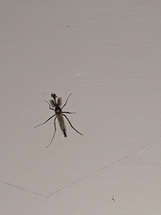 Aedes vittiger
