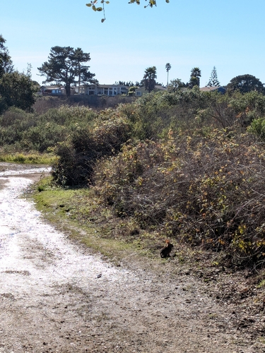 Brush Rabbit observed by chromegreen