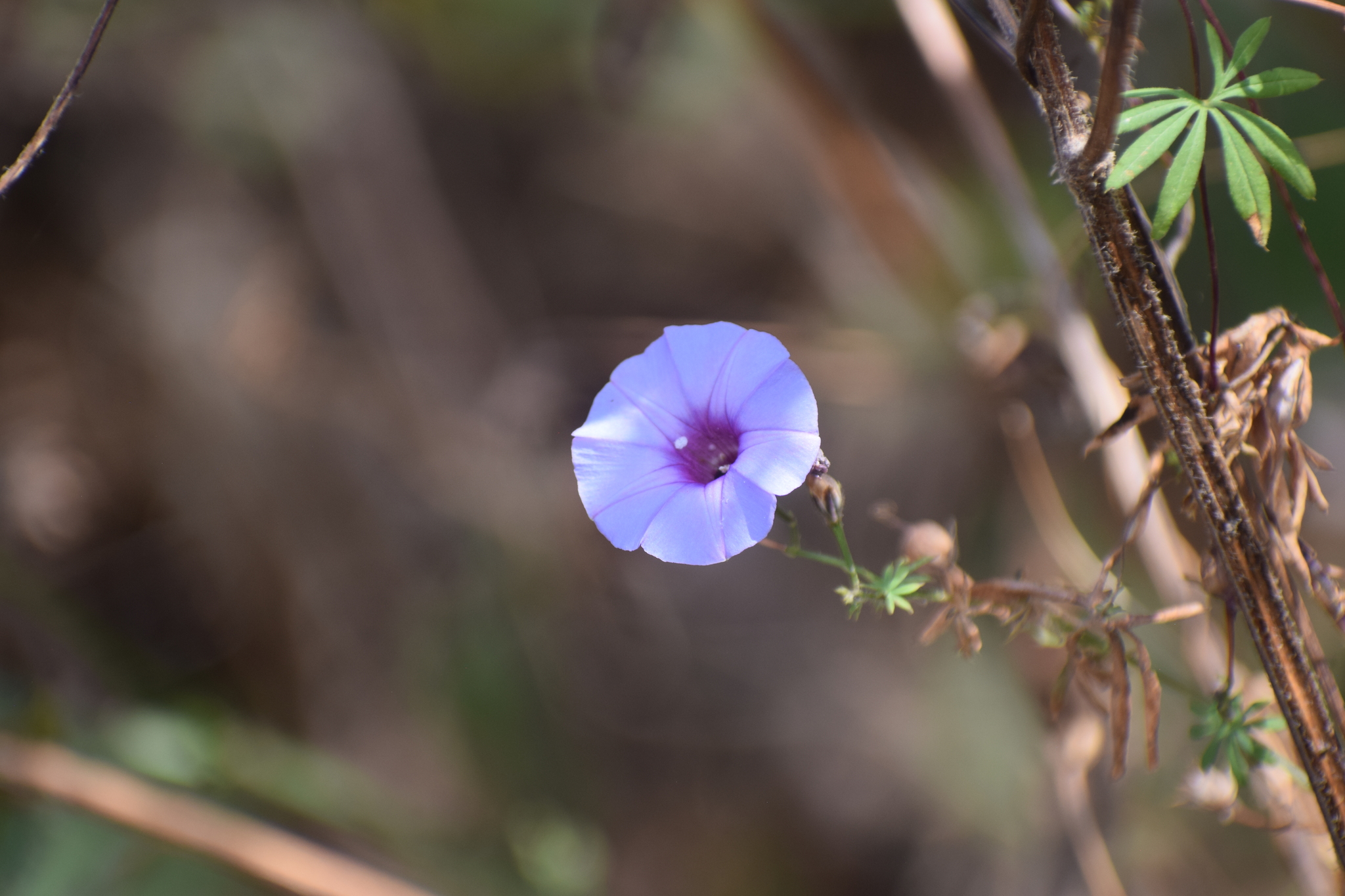 Imagem de corda-de-viola