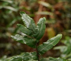 Blechnum nudum