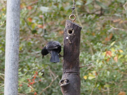 Red-winged Blackbird