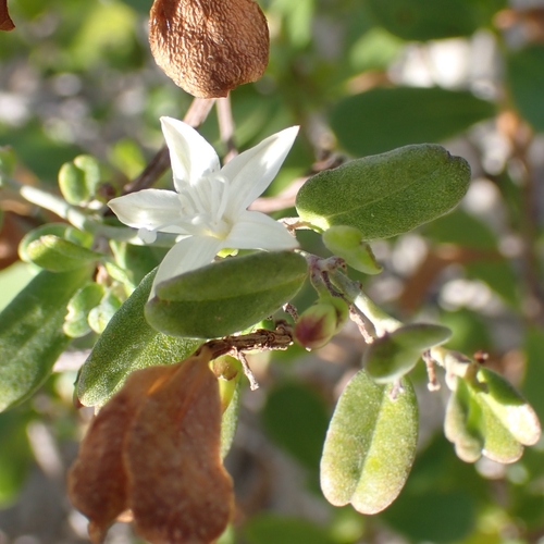 havana clustervine (Jacquemontia havanensis)