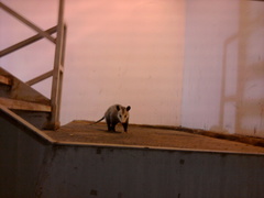 Didelphis virginiana