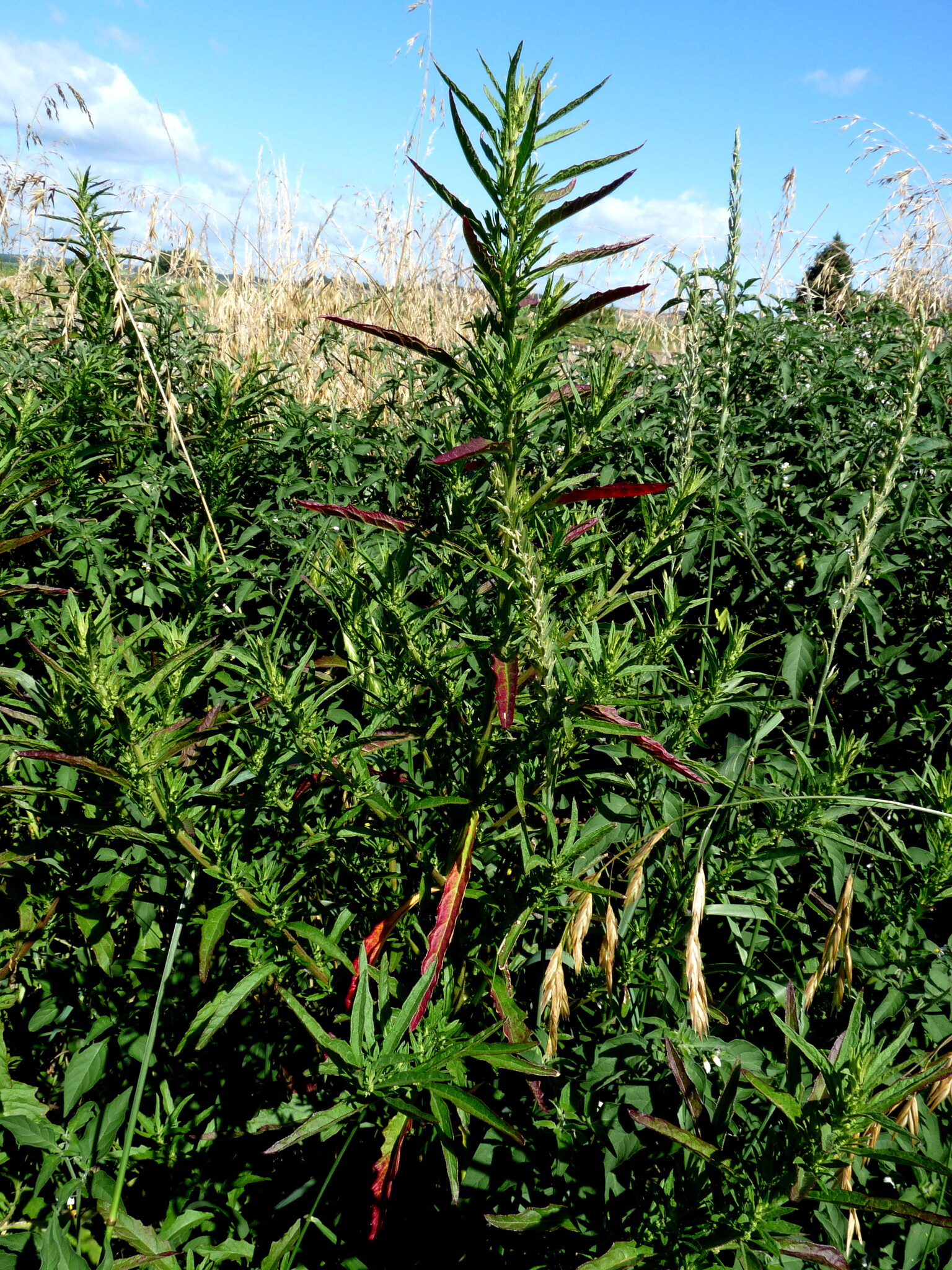 Photo by harrylurling via iNaturalist (Copyright harrylurling)