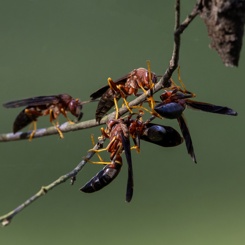 Ringed Paper Wasp photo 6