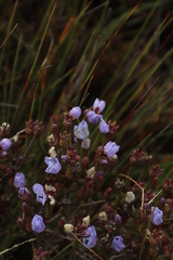 Roella triflora
