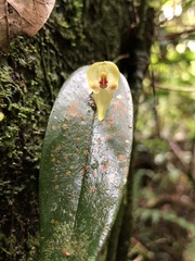 Pleurothallis scurrula