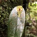Pleurothallis scurrula - Photo (c) jomnres, some rights reserved (CC BY-NC), uploaded by jomnres