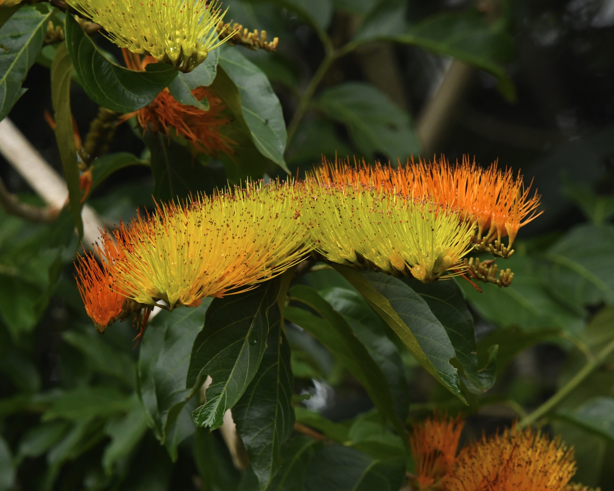 Combretum fruticosum