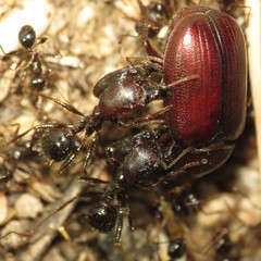 Pheidole rhea