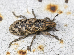 Cyphocleonus dealbatus