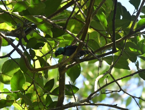Seven-colored Tanager