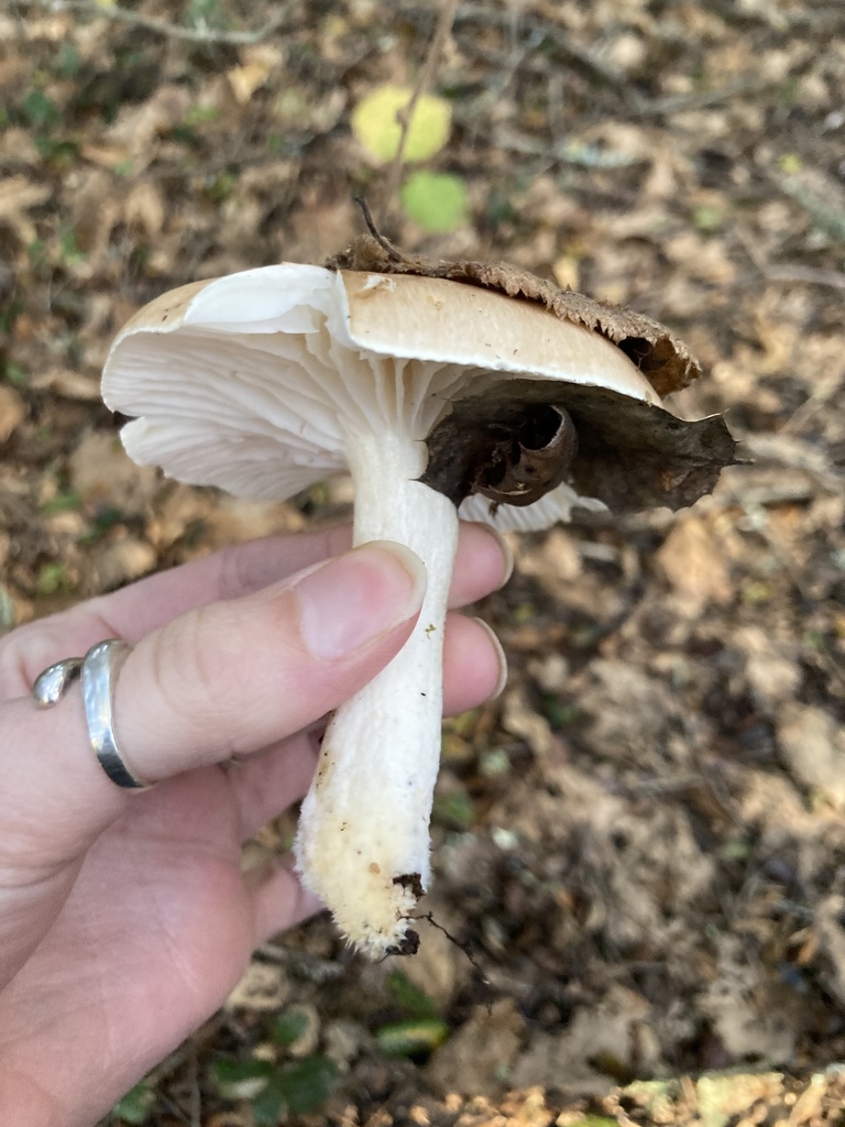 Hygrophorus roseobrunneus · January 2026 · photo: © scheim (iNaturalist, cc-by-nc)