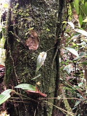 Pleurothallis scurrula