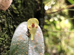 Pleurothallis scurrula