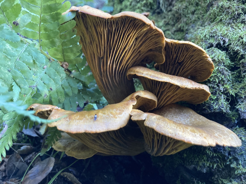 Omphalotus olivascens · January 2026 · photo: © scheim (iNaturalist, cc-by-nc)