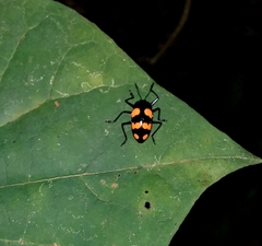 Scaphidomorphus bosci