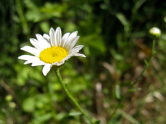 Leucanthemum pallens