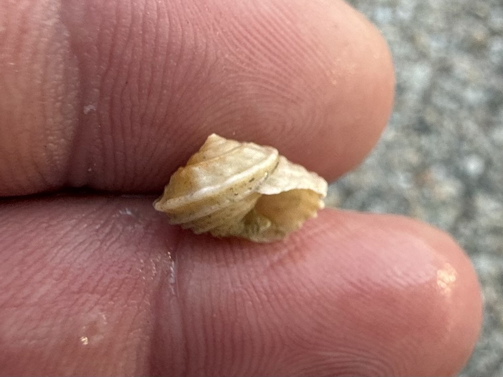 Button Snail from Raulerson Prairie, FL, US on January 10, 2026 at 05: ...