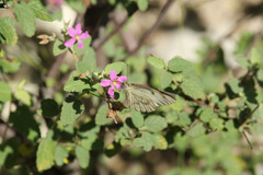 Ascia monuste eubotea