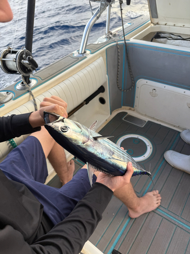 Skipjack tuna (Katsuwonus pelamis) — Scombridae
