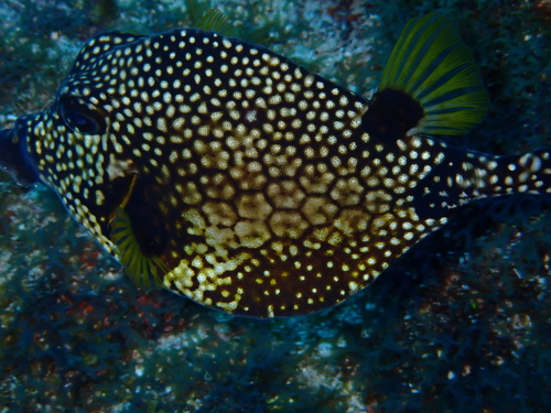 Lactophrys triqueter