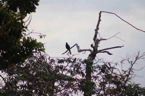 Crested Oropendola (Psarocolius decumanus), photo 1