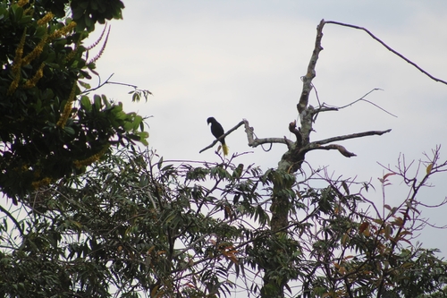 Crested Oropendola (Psarocolius decumanus), photo 2