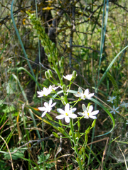 Ornithogalum pyramidale