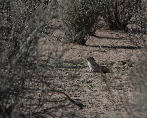 Round-tailed Ground Squirrel observed by markotnes