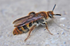 Xanthocampsomeris completa