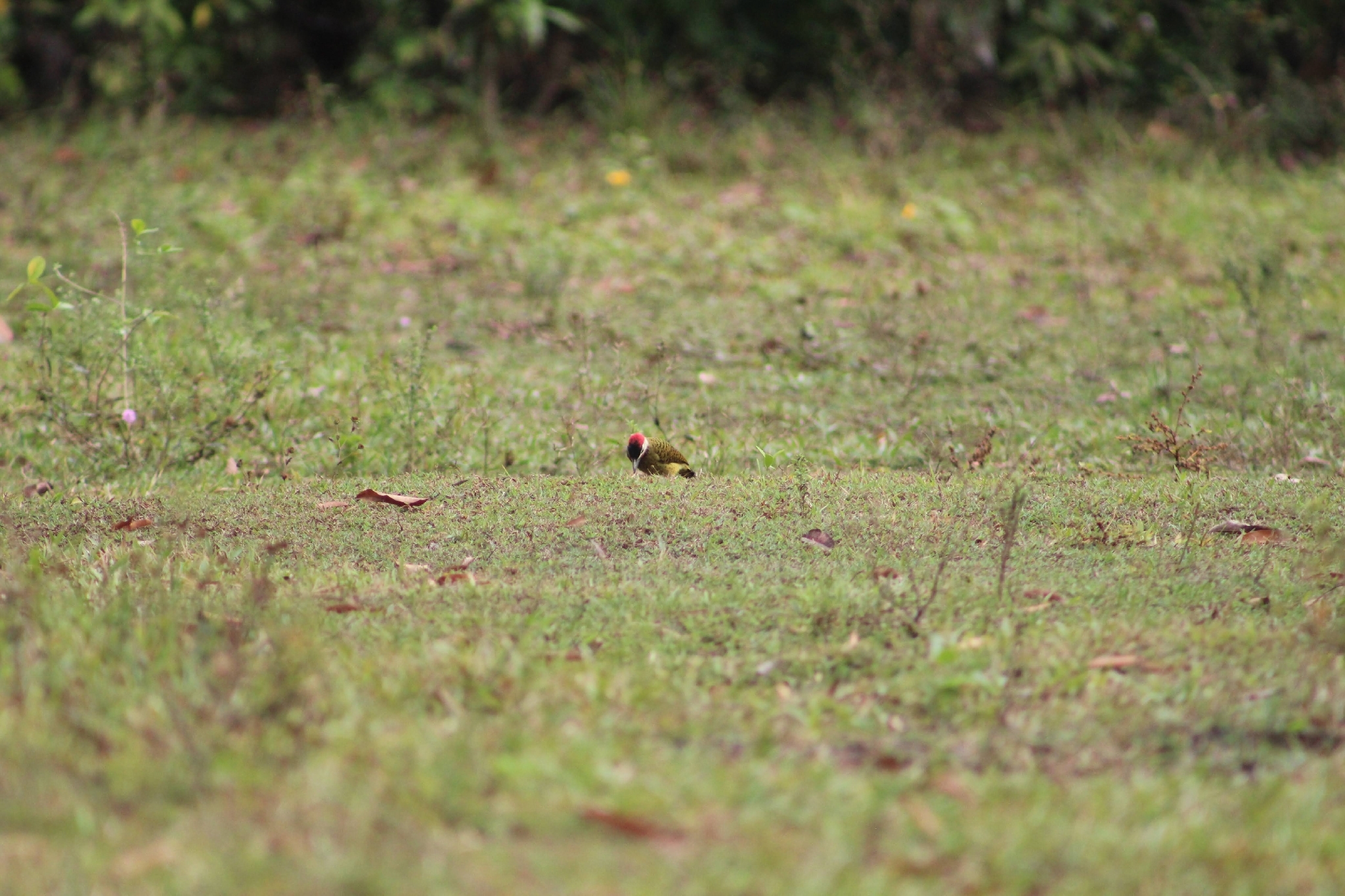 Spot-breasted Woodpecker (Colaptes punctigula), photo 2