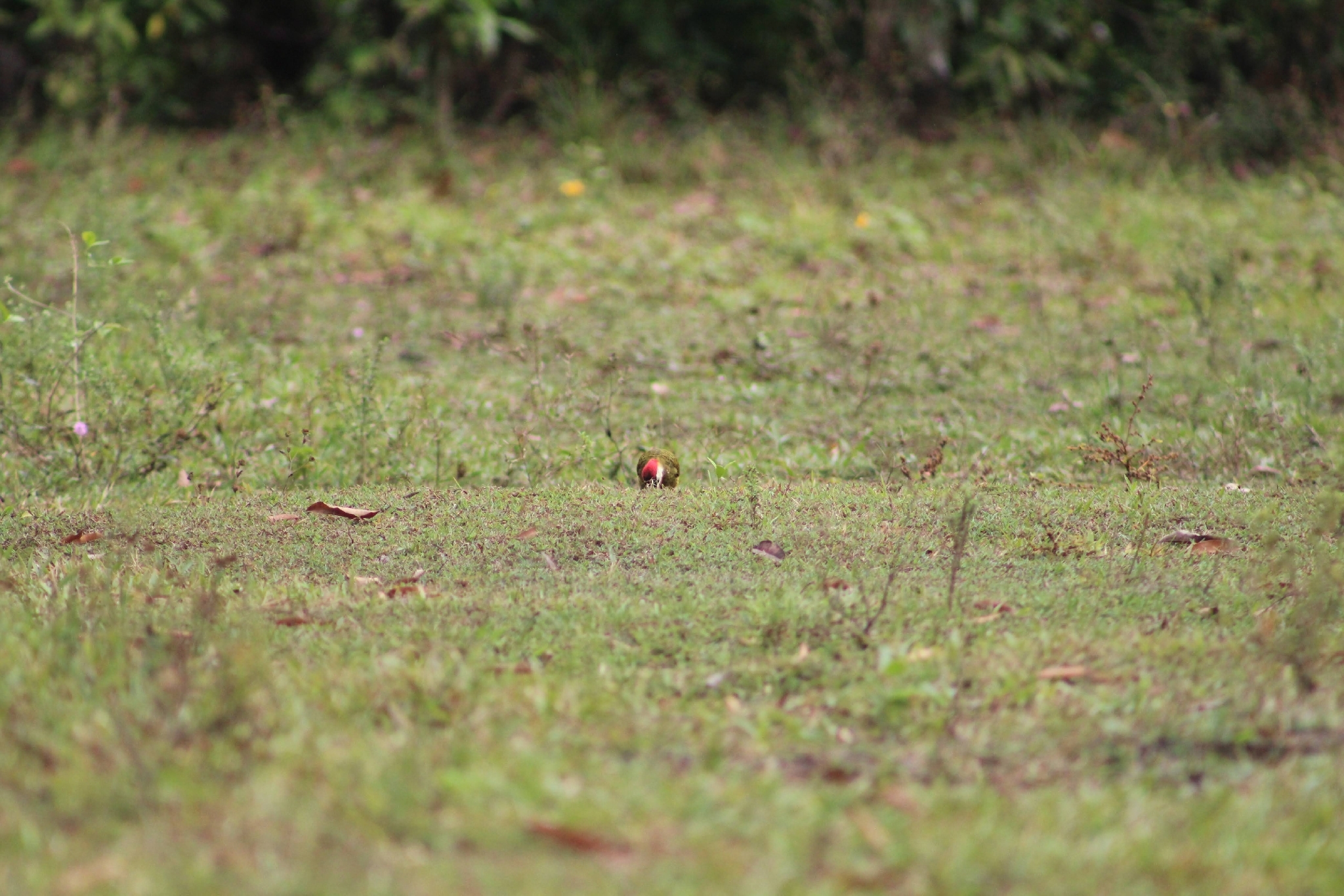 Spot-breasted Woodpecker (Colaptes punctigula), photo 3