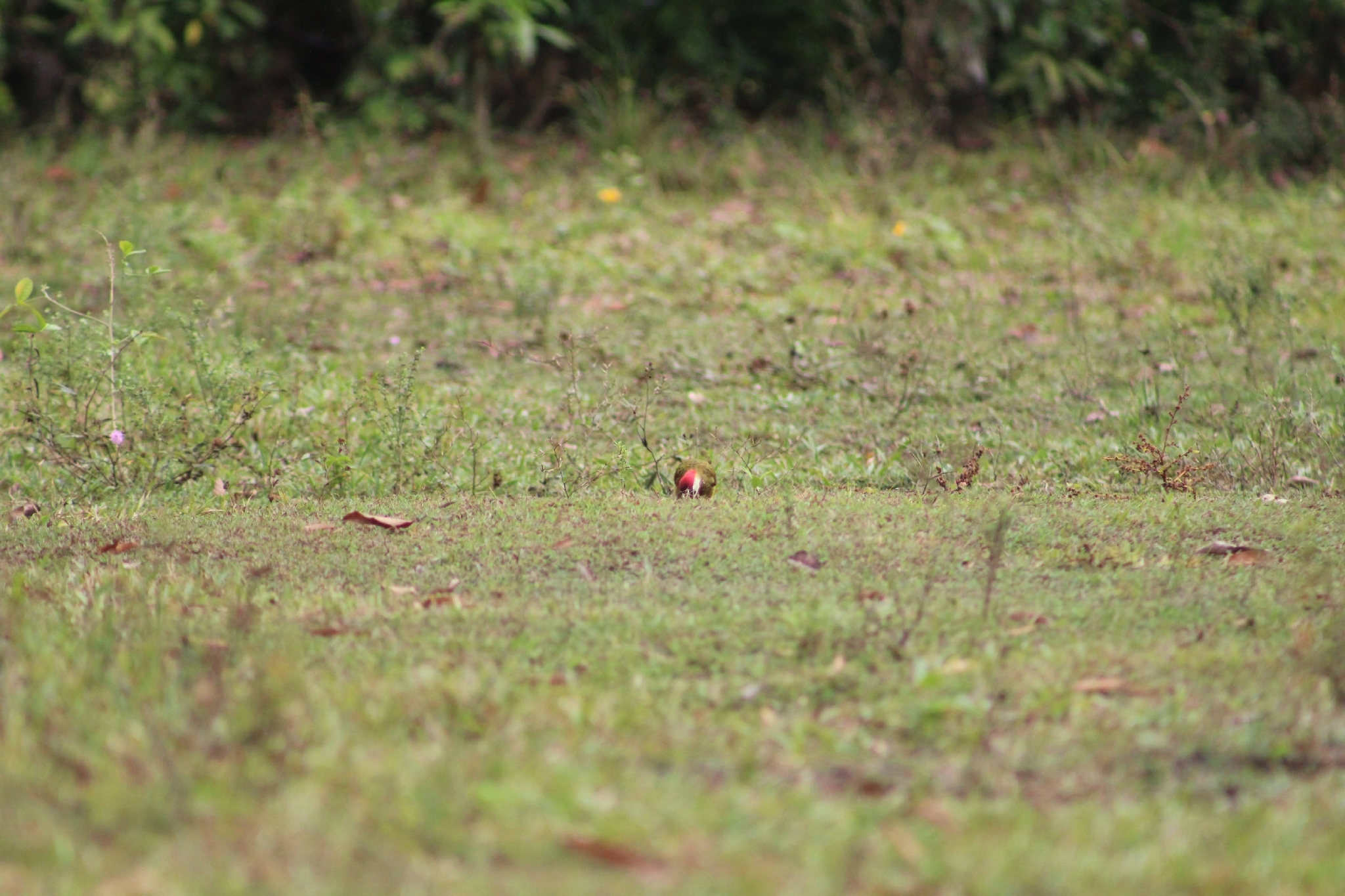 Spot-breasted Woodpecker (Colaptes punctigula), photo 9