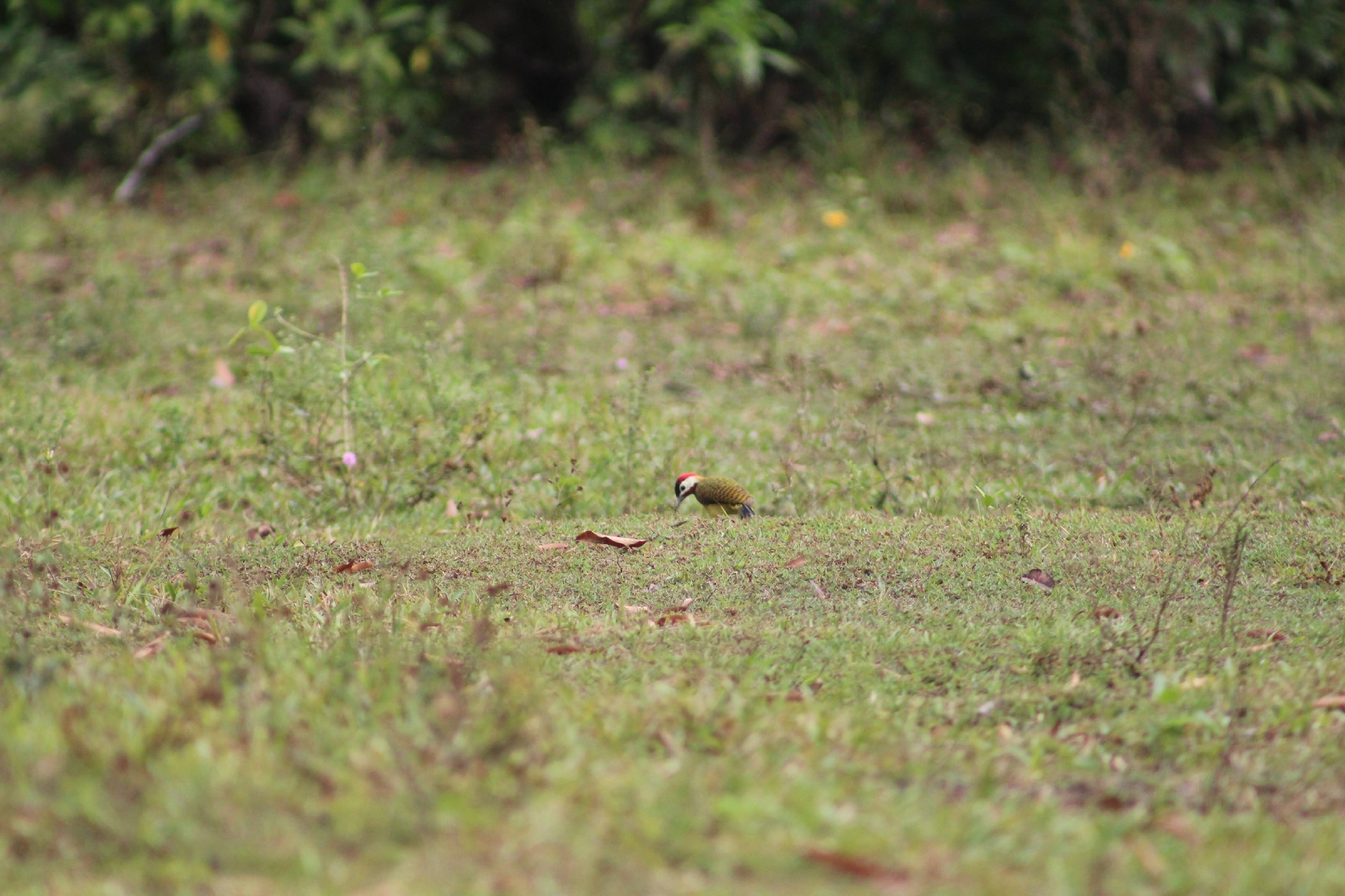 Spot-breasted Woodpecker (Colaptes punctigula), photo 10