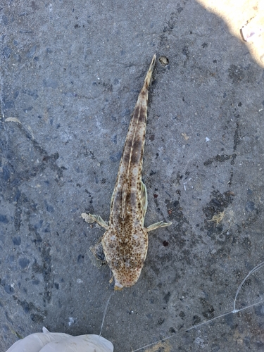 Bass flathead (Platycephalus bassensis) — Platycephalidae — 3
