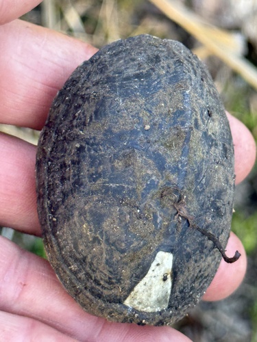 Eastern Musk Turtle observed by rtklymlcoop
