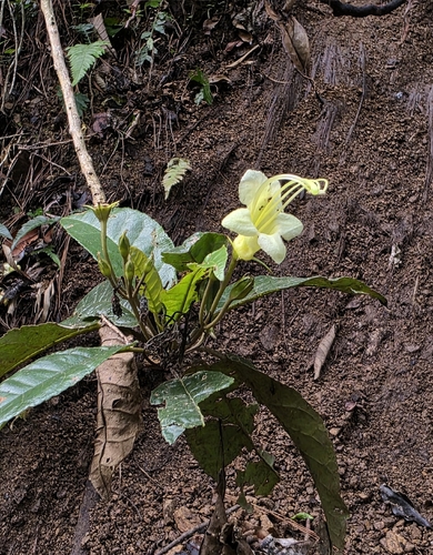 Gesneria exserta