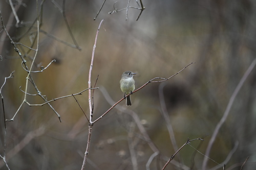 Least Flycatcher (Empidonax minimus)