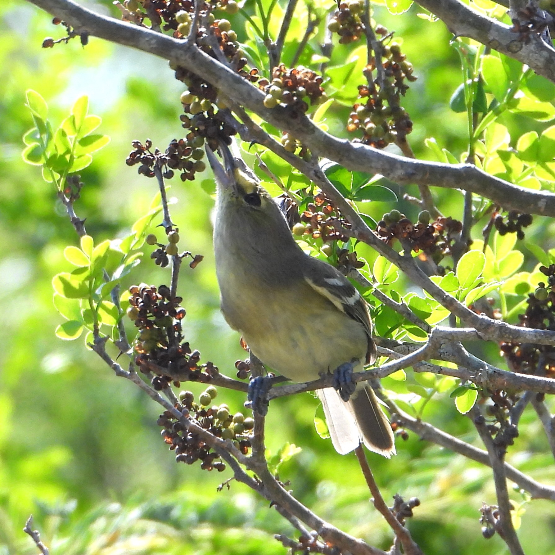 Thick-billed Vireo (Vireo crassirostris), photo 10