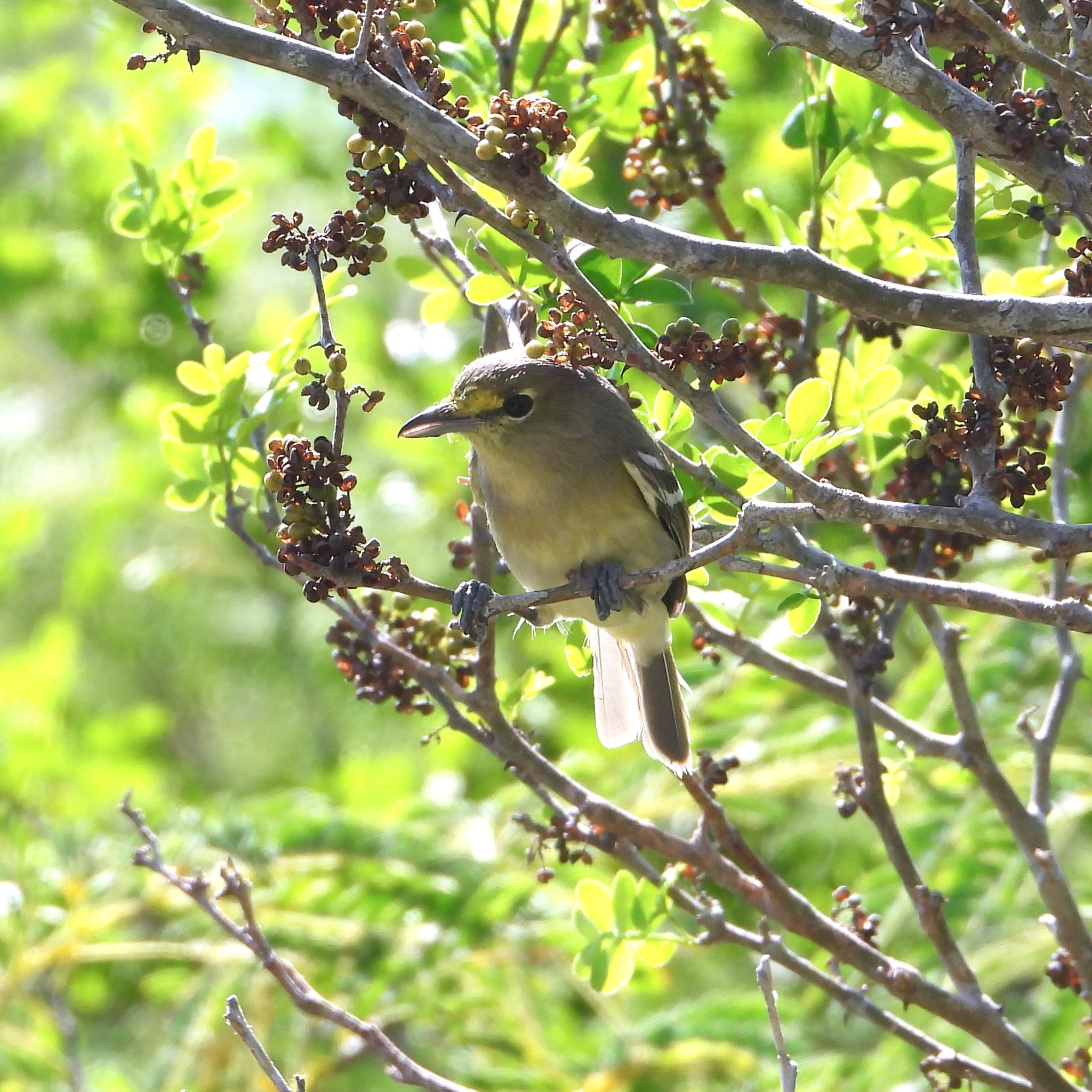 Thick-billed Vireo (Vireo crassirostris), photo 8