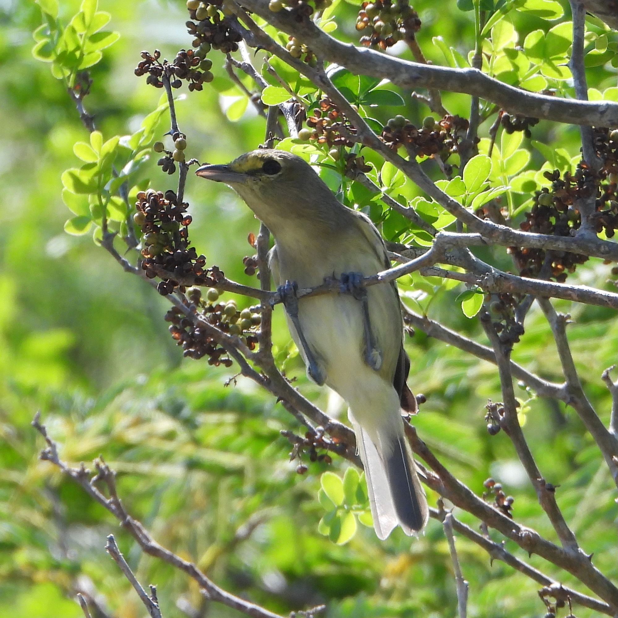 Thick-billed Vireo (Vireo crassirostris), photo 9