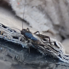 Pteronemobius