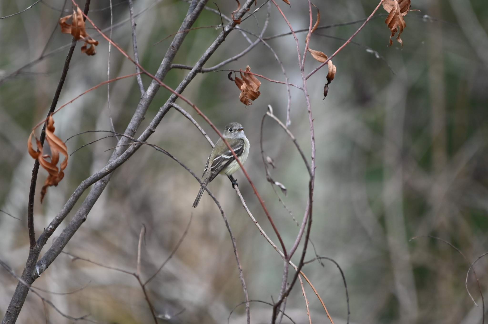 Least Flycatcher (Empidonax minimus), photo 2