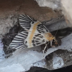 Indiania eccentropis