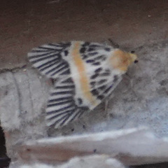 Indiania eccentropis