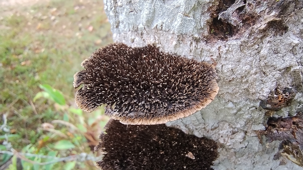 Hexagonia hydnoides · January 2026 · photo: © biomartita (iNaturalist, cc-by)
