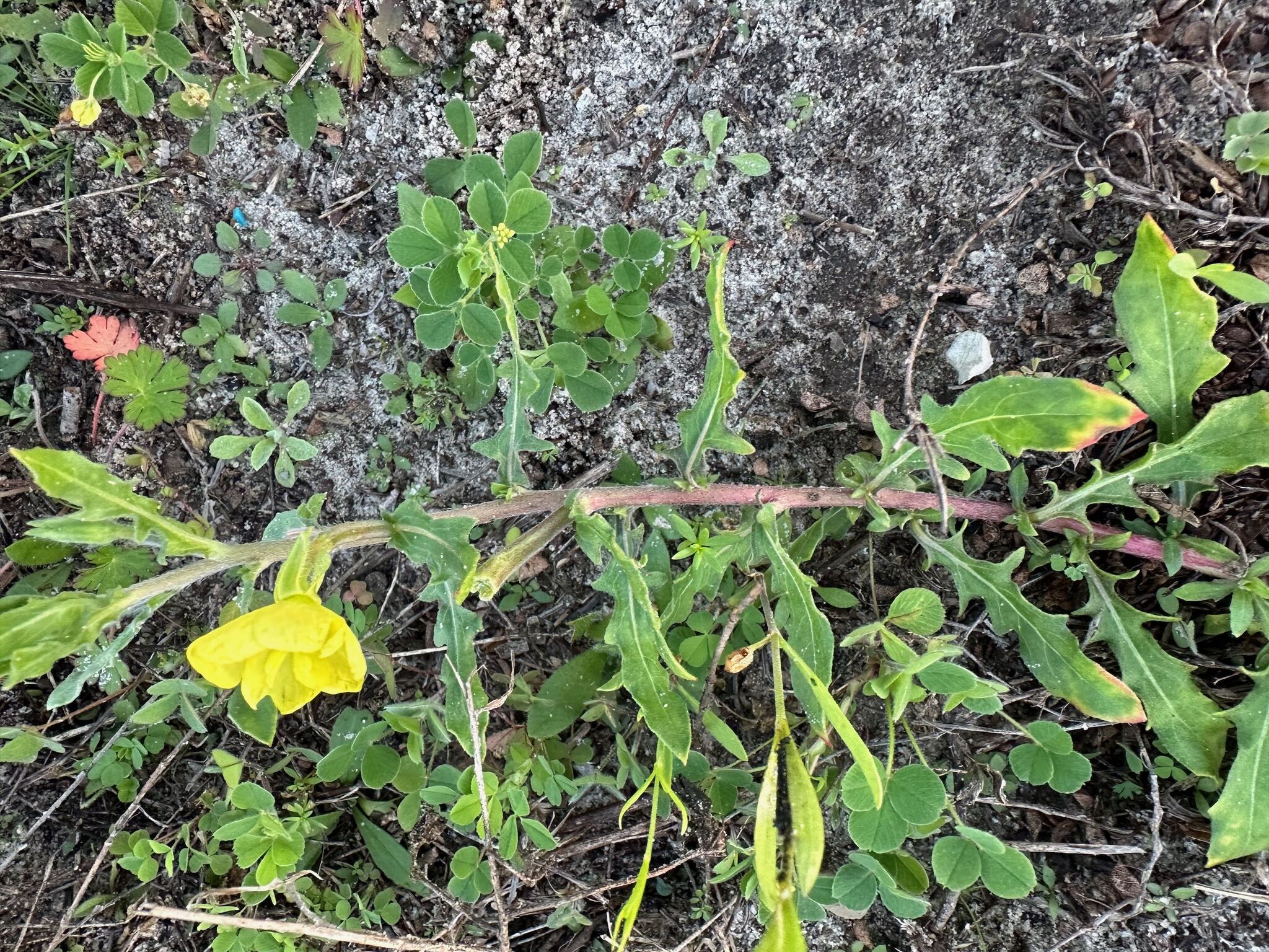 Onagra laciniada